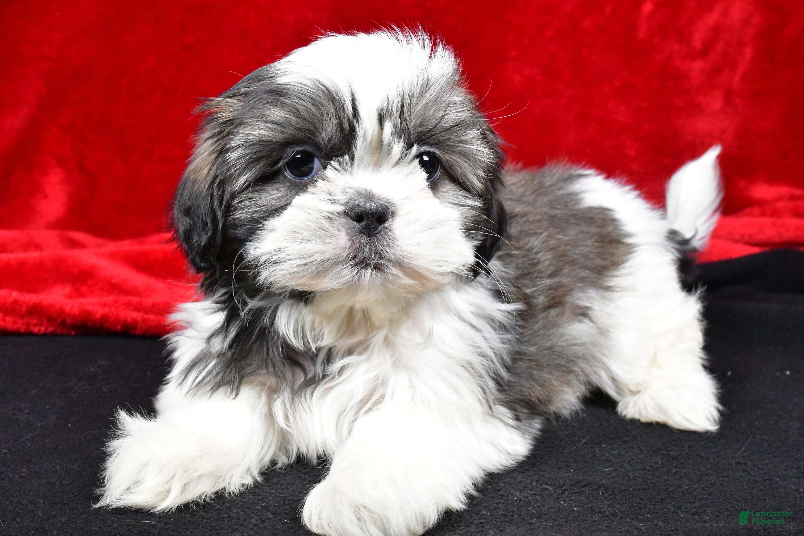Shih Tzu dogs Daisy - Ad 41