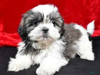 Shih Tzu dogs Daisy - Ad 41