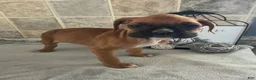 Boxer dogs for sale: Luke - Ad 2