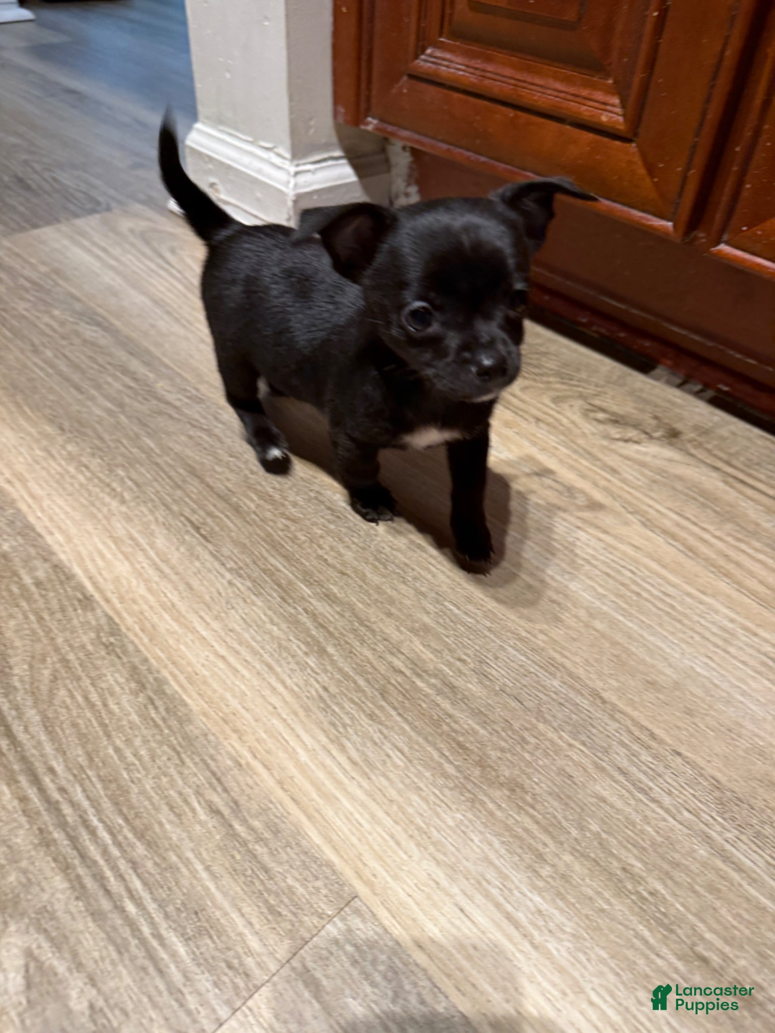 Chihuahua dogs Yoda  - Ad 1