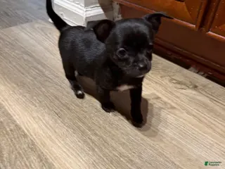 Chihuahua dogs for sale: Yoda - Ad 1