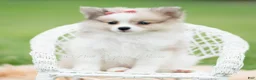 Pomeranian dogs for sale: Rosie - Ad 6