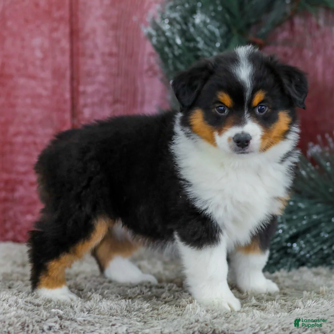 Miniature Australian Shepherd dogs for sale: Caramel - Ad 4