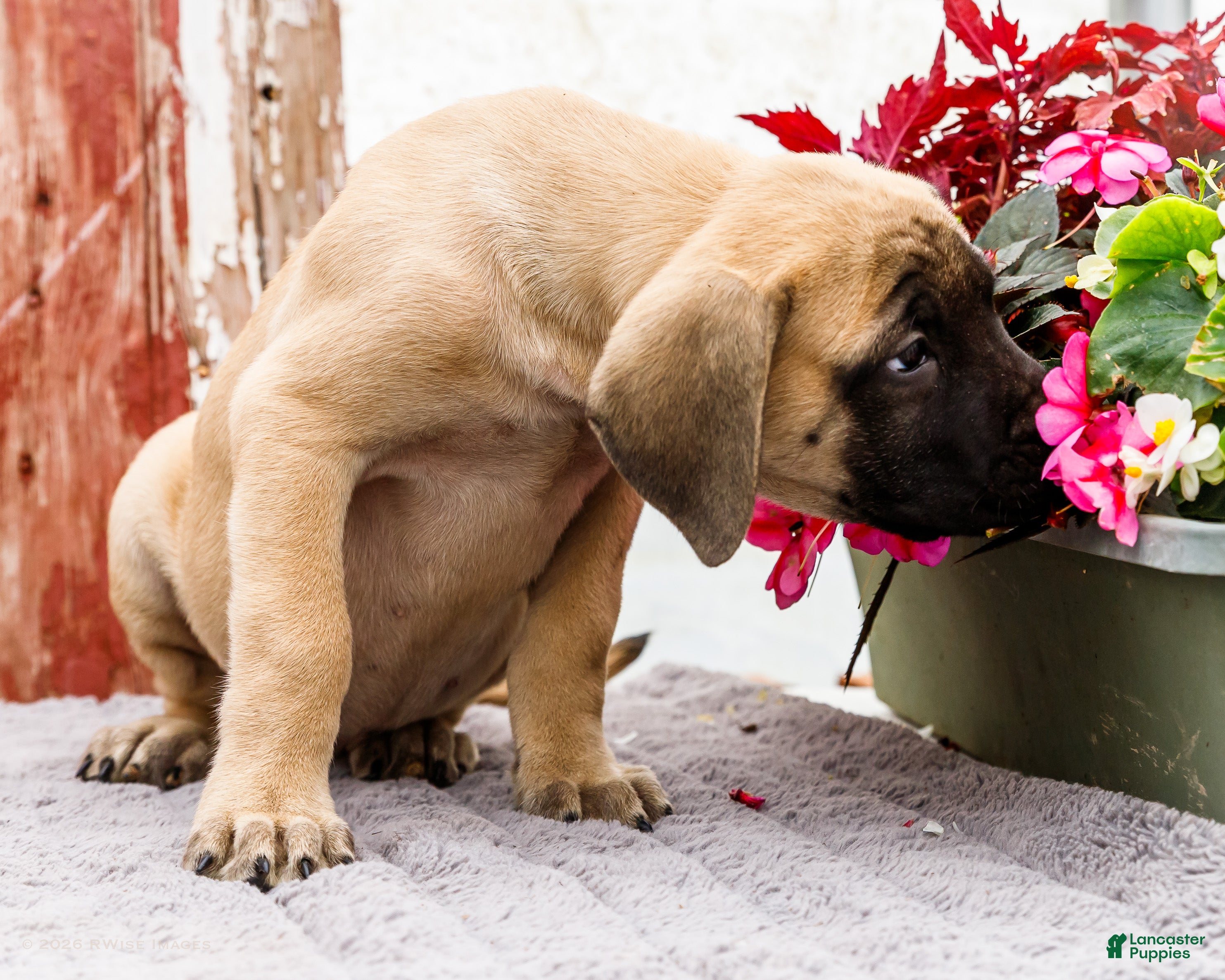 English Mastiff dogs Missy - Ad 2
