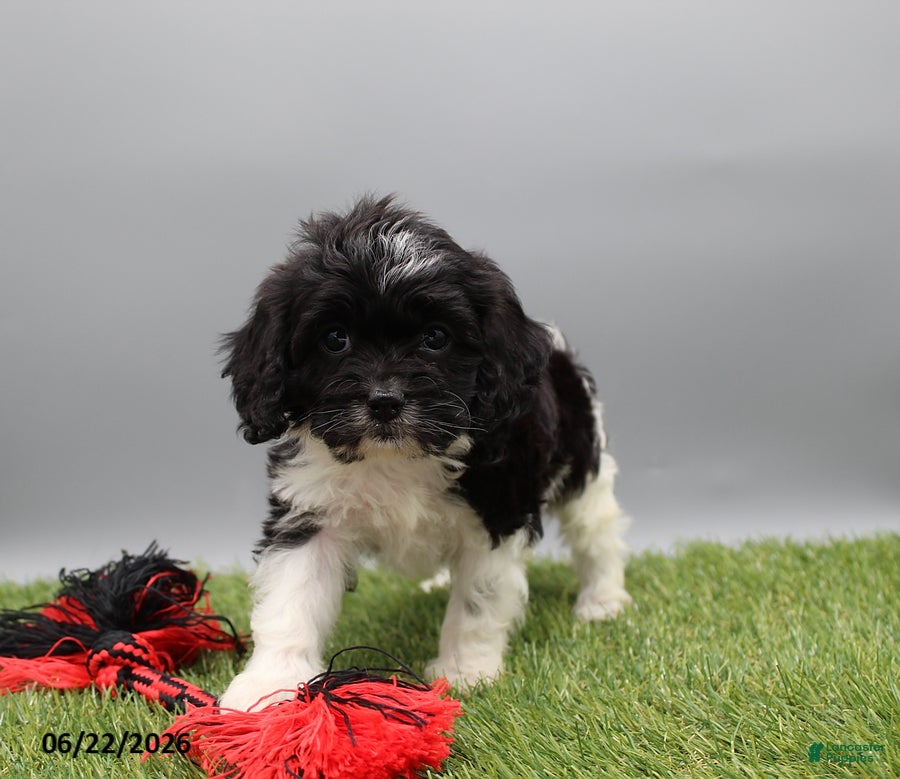 Cockapoo dogs Trixie - Ad 2