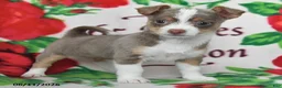 Chihuahua dogs for sale: Jade - Ad 4