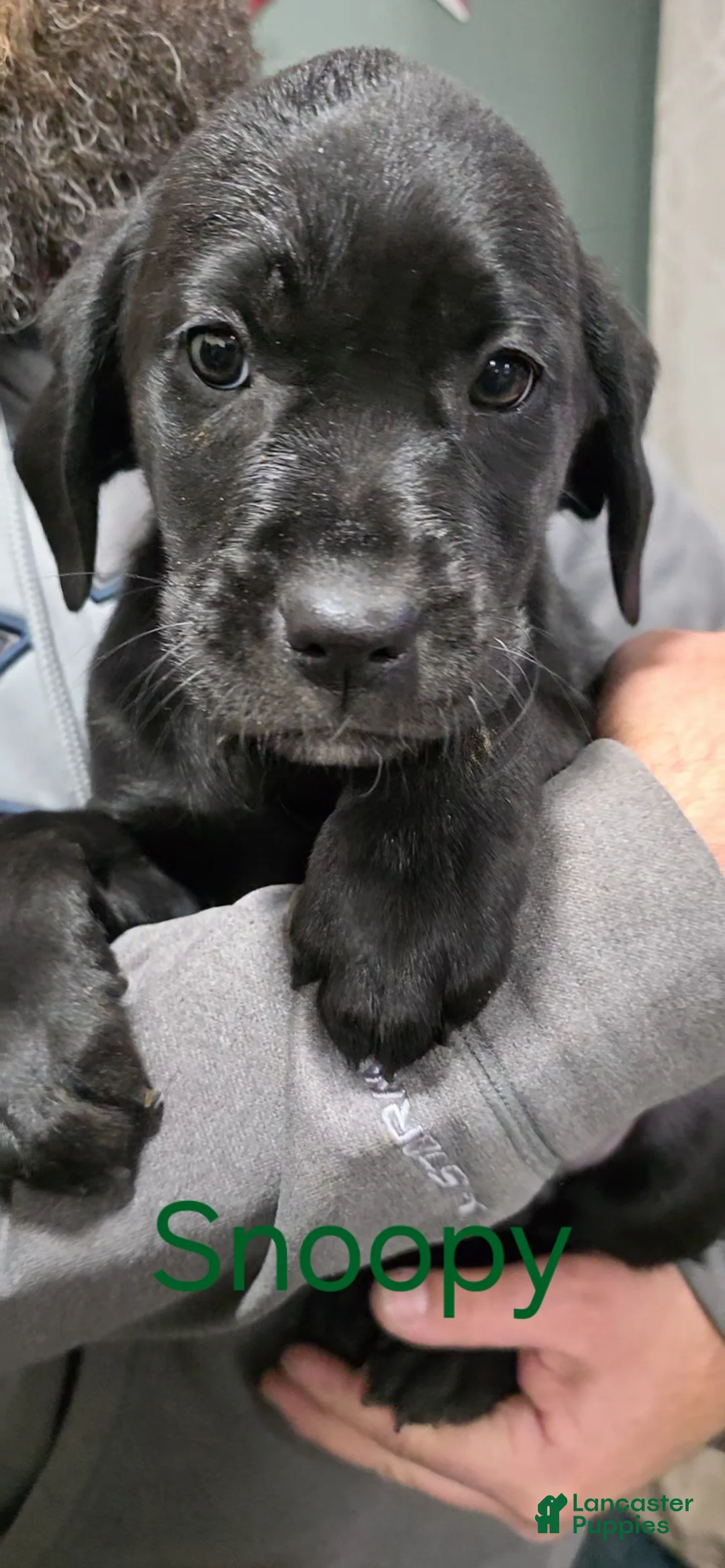 Labrador Retriever dogs for sale: Snoopy - Ad 1