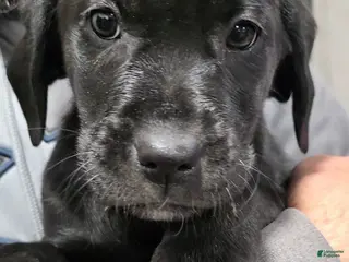 Labrador Retriever dogs Snoopy - Ad 40