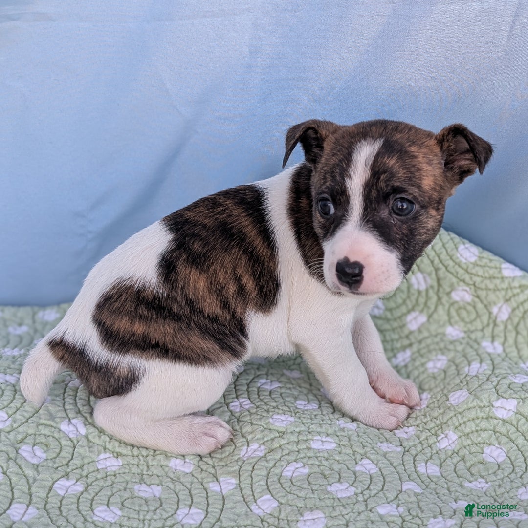 Rat Terrier dogs for sale: Chai - Ad 3