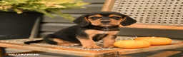 Beagle dogs for sale: Brinley - Ad 4