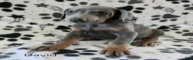 Doberman Pinscher Puppy 1