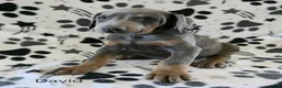 Doberman Pinscher dogs for sale: Doberman Pinscher Puppy 1 - Ad 1