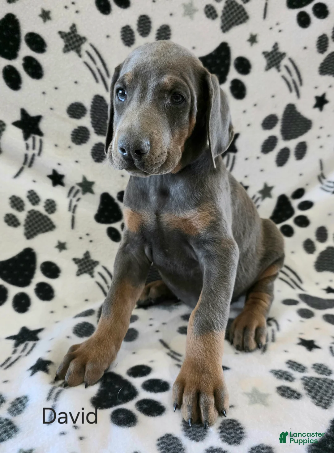 Doberman Pinscher dogs for sale: Doberman Pinscher Puppy 1 - Ad 1