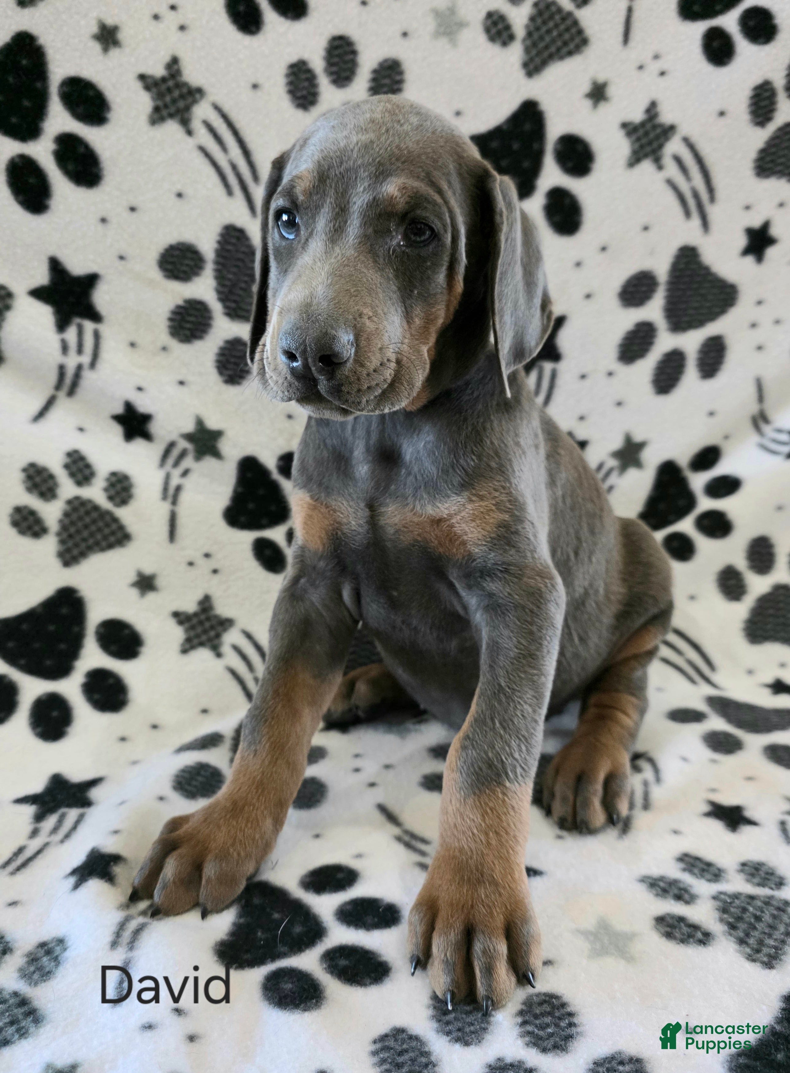 Doberman Pinscher Puppy 1