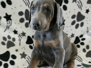 Doberman Pinscher dogs Doberman Pinscher Puppy 1 - Ad 19