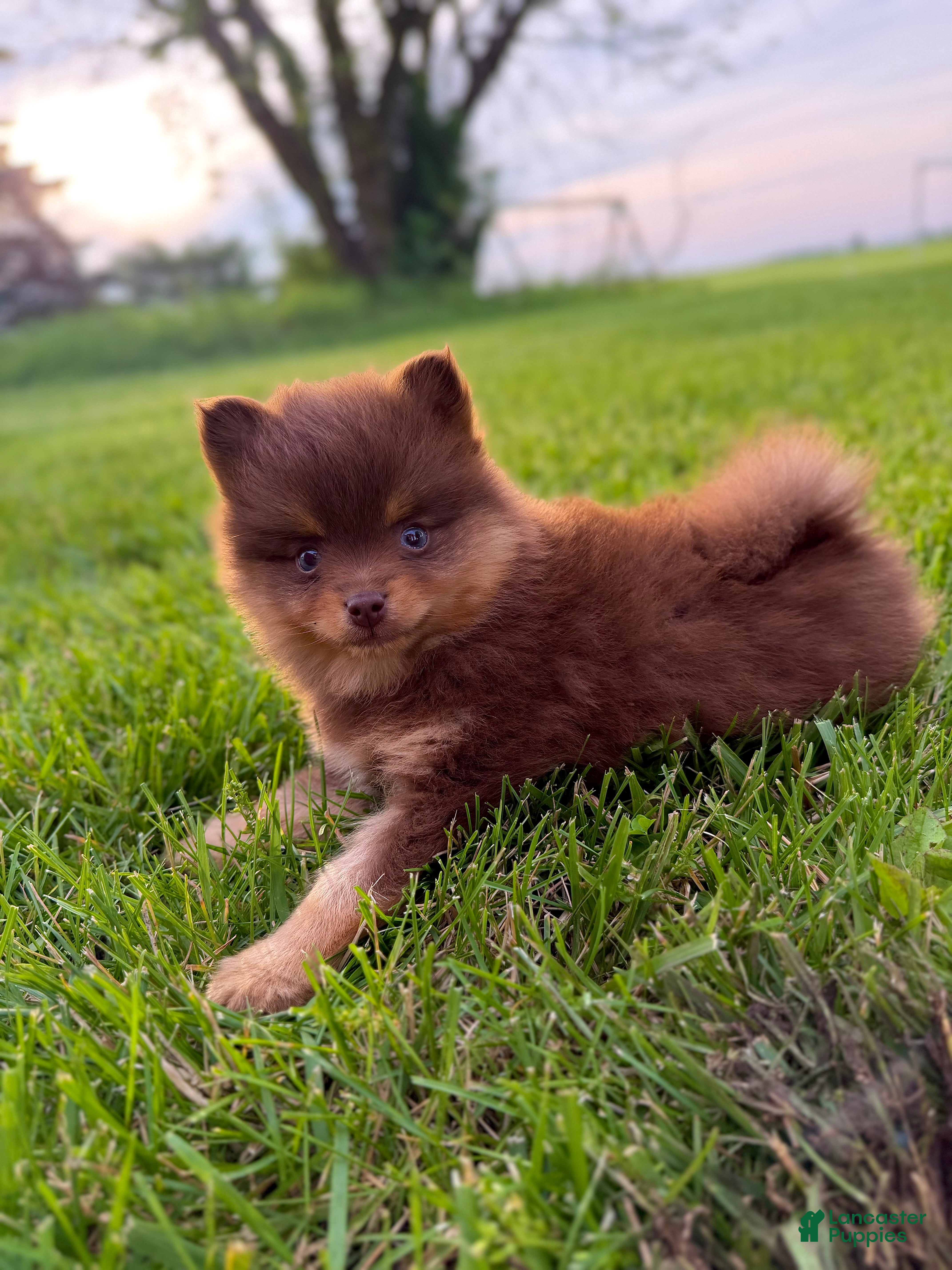 Pomsky dogs Heidi Jr. - Ad 2