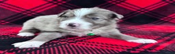 Australian Shepherd dogs for sale: Standard Australian Shepherd Puppy - Lime Green Collar - Ad 5