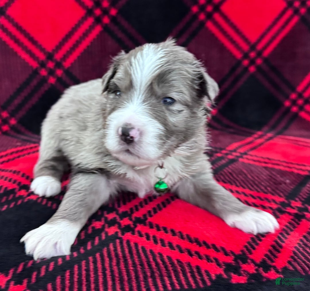 Australian Shepherd dogs for sale: Standard Australian Shepherd Puppy - Lime Green Collar - Ad 5