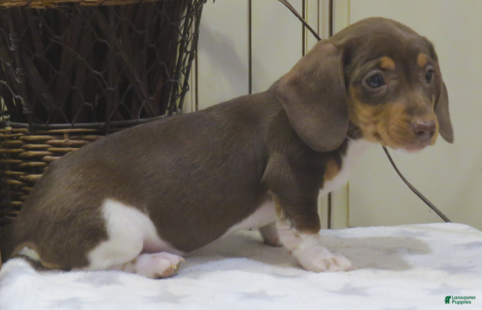 Miniature Dachshund dogs Jemima - Ad 1