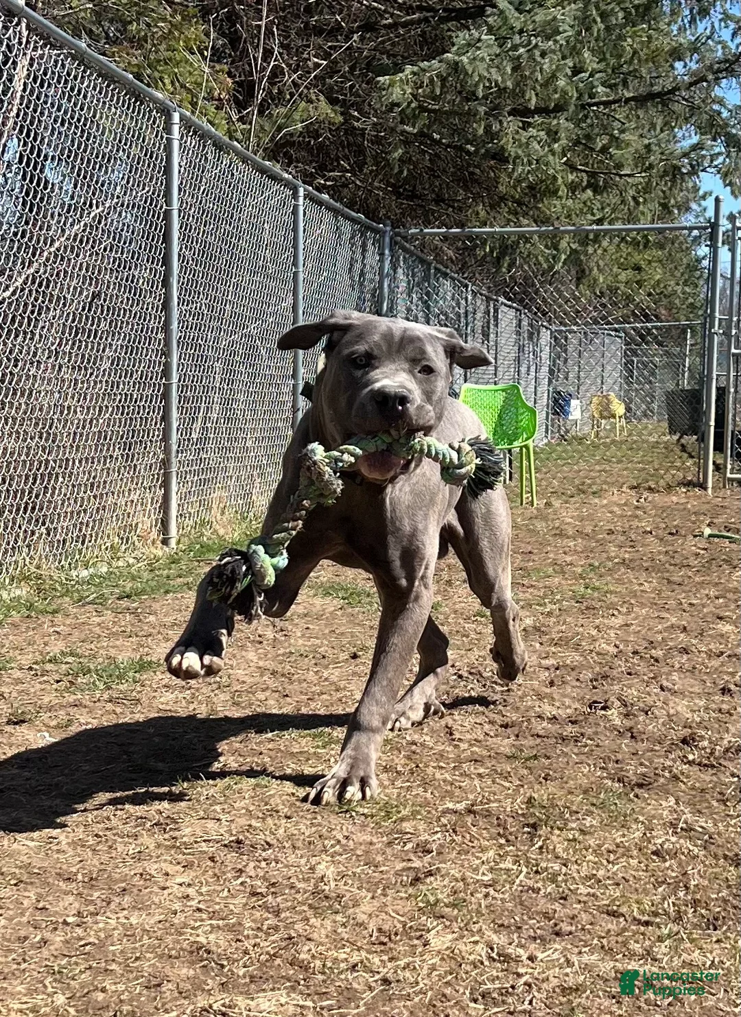Cane Corso dogs for sale: Azul - Ad 2