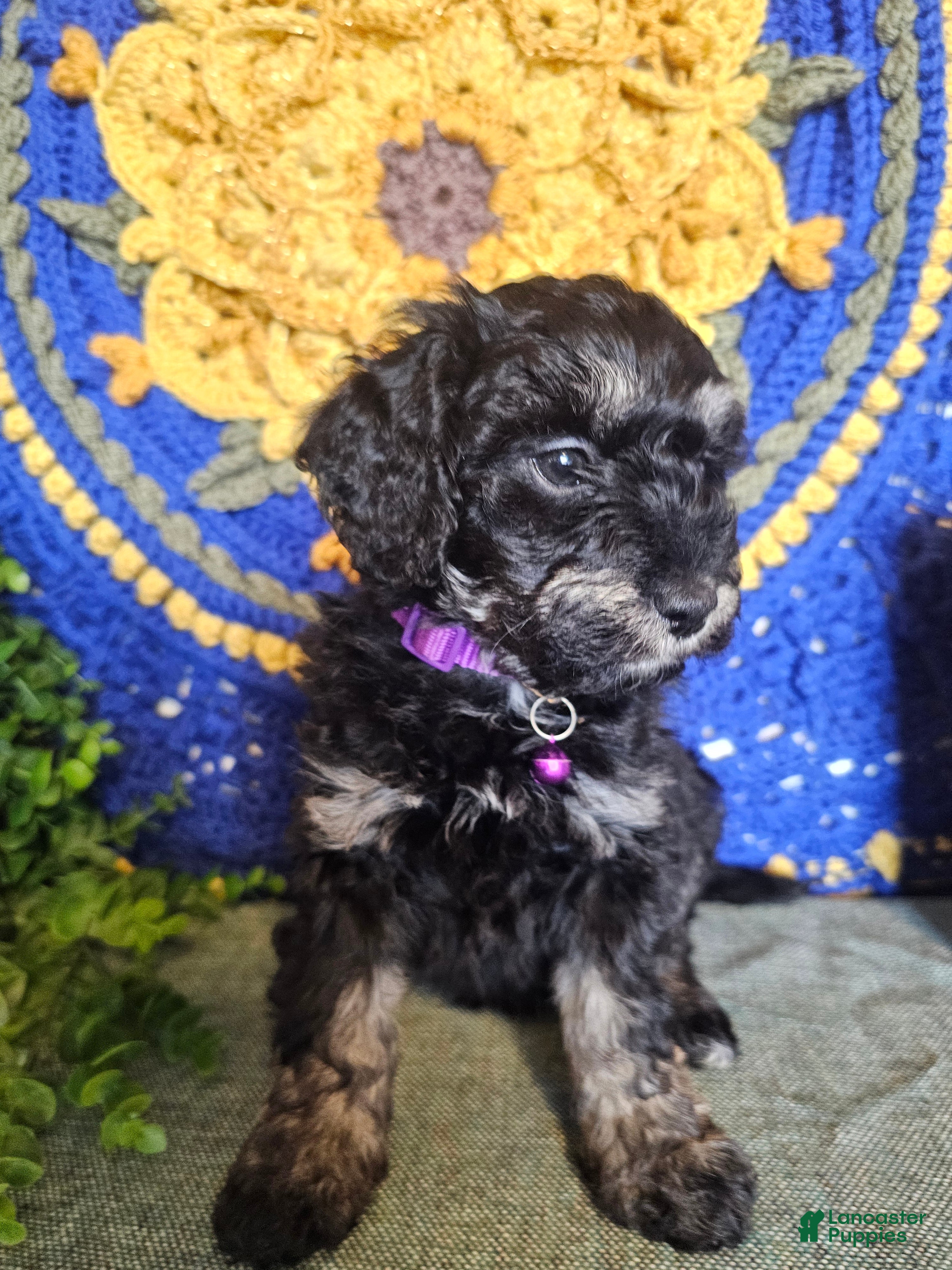 Mini Goldendoodle dogs Blossom - Ad 2