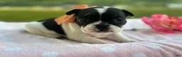 French Bulldog dogs for sale: Keylime - Ad 4