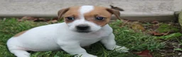 Jack Russell Terrier dogs for sale: Benji - Ad 4