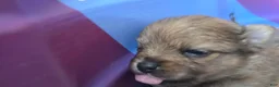 Pomchi dogs for sale: 4 brown/merle 3/4 pom, 1/4 chi - Ad 6