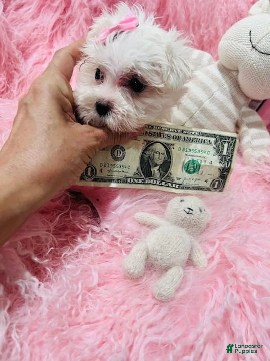 Maltese dogs for sale: Maltese 1 - Ad 1