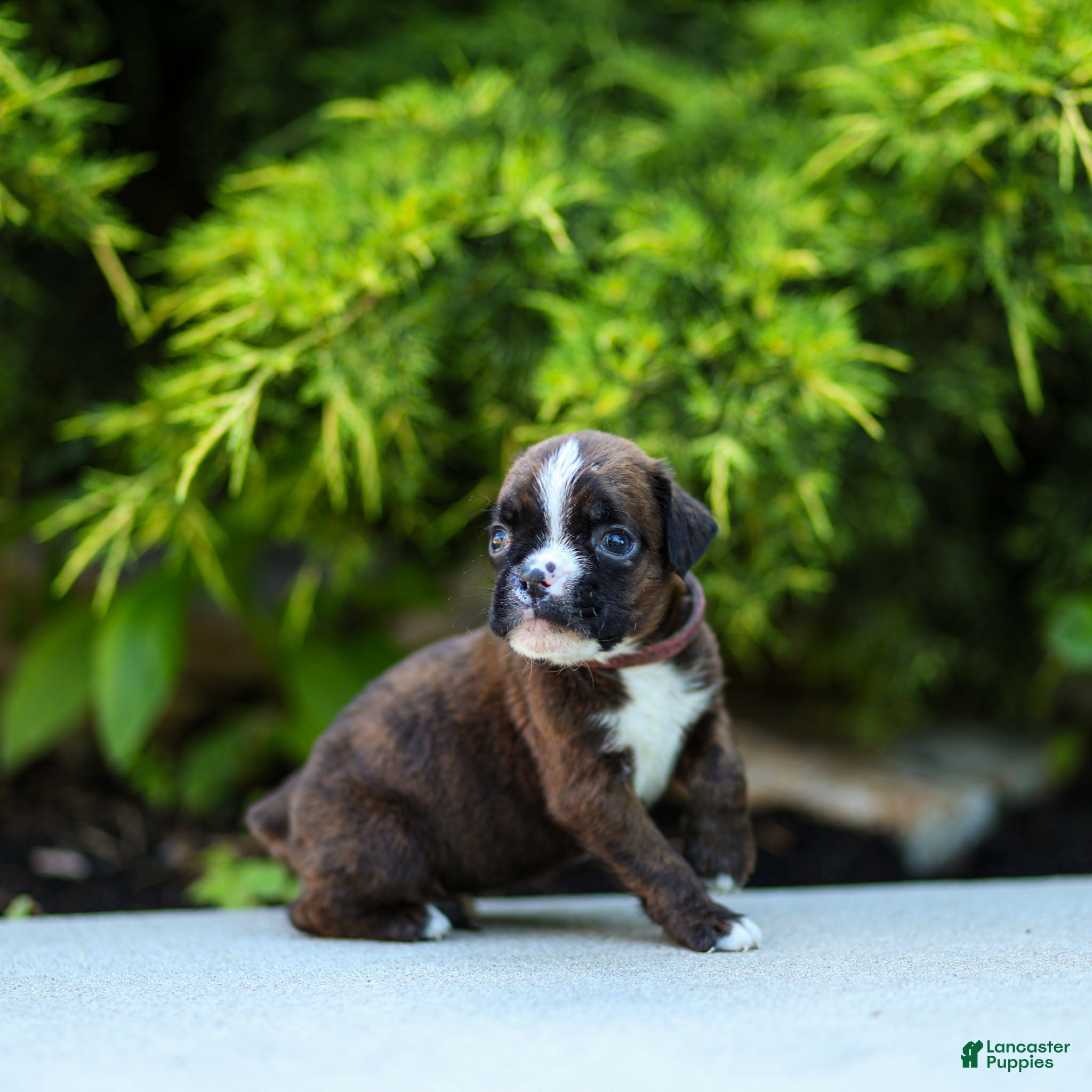 Boxer dogs Lester Boxer Puppy  - Ad 2