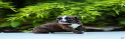 Boxer dogs for sale: Lester Boxer Puppy  - Ad 10