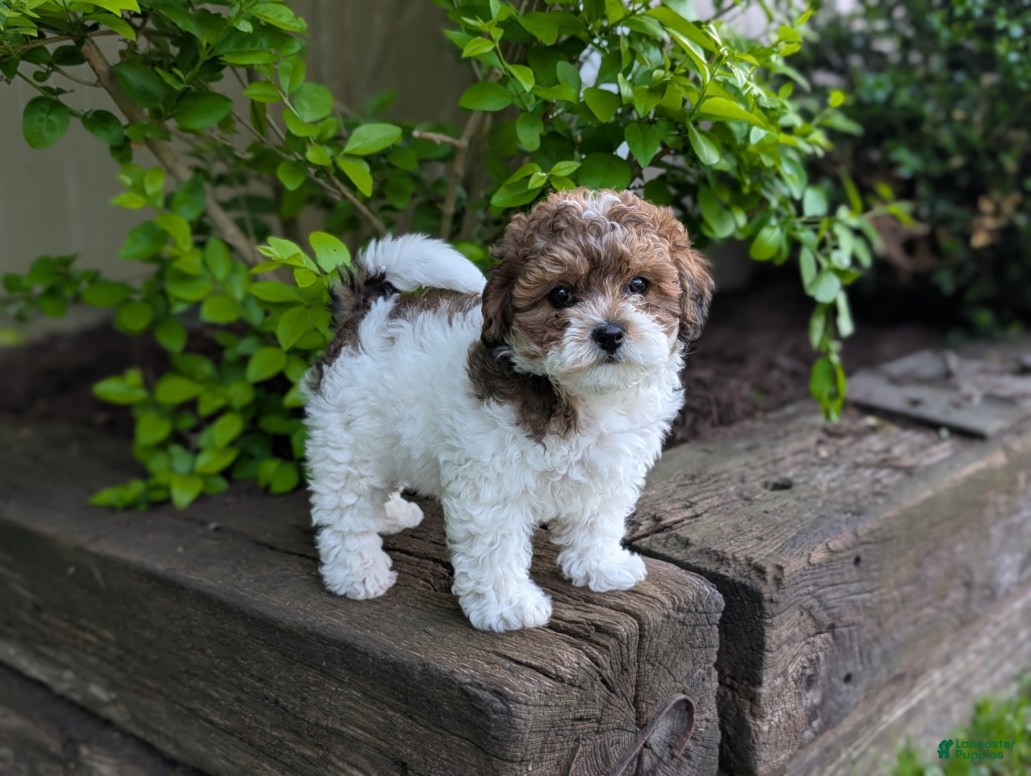 Shihpoo dogs Arnold - Ad 1