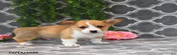 Welsh Corgi Pembroke dogs for sale: King - Ad 4
