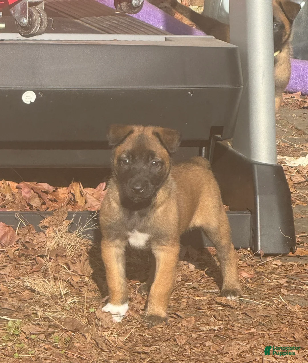 Belgian Malinois dogs for sale: Belgian Malinois Puppy 3 - Ad 4
