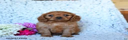 Cavalier King Charles Spaniel dogs for sale: Zane - Ad 3