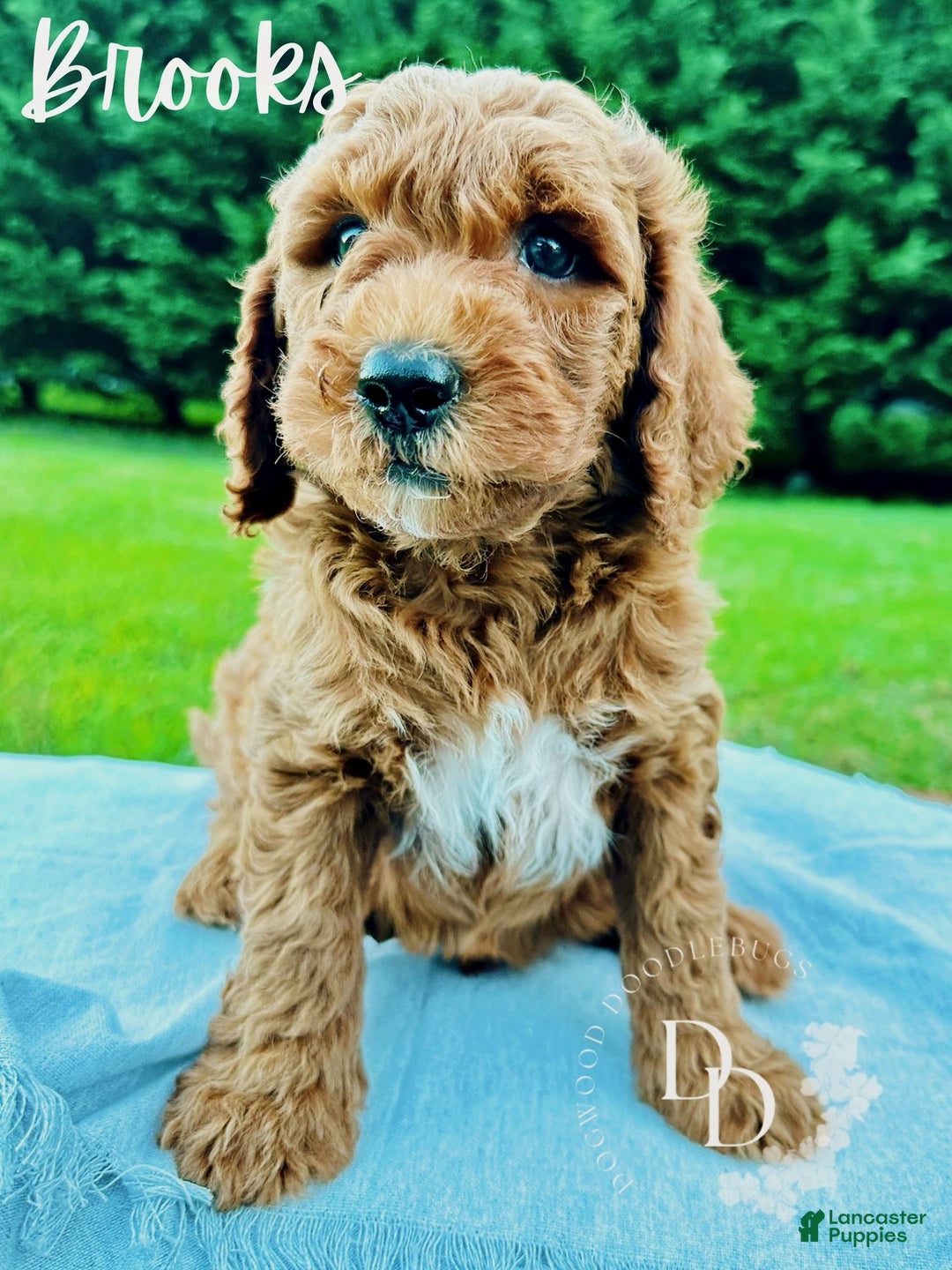 Mini Goldendoodle dogs for sale: Brooks - Ad 1