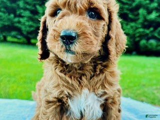 Mini Goldendoodle dogs Brooks - Ad 2