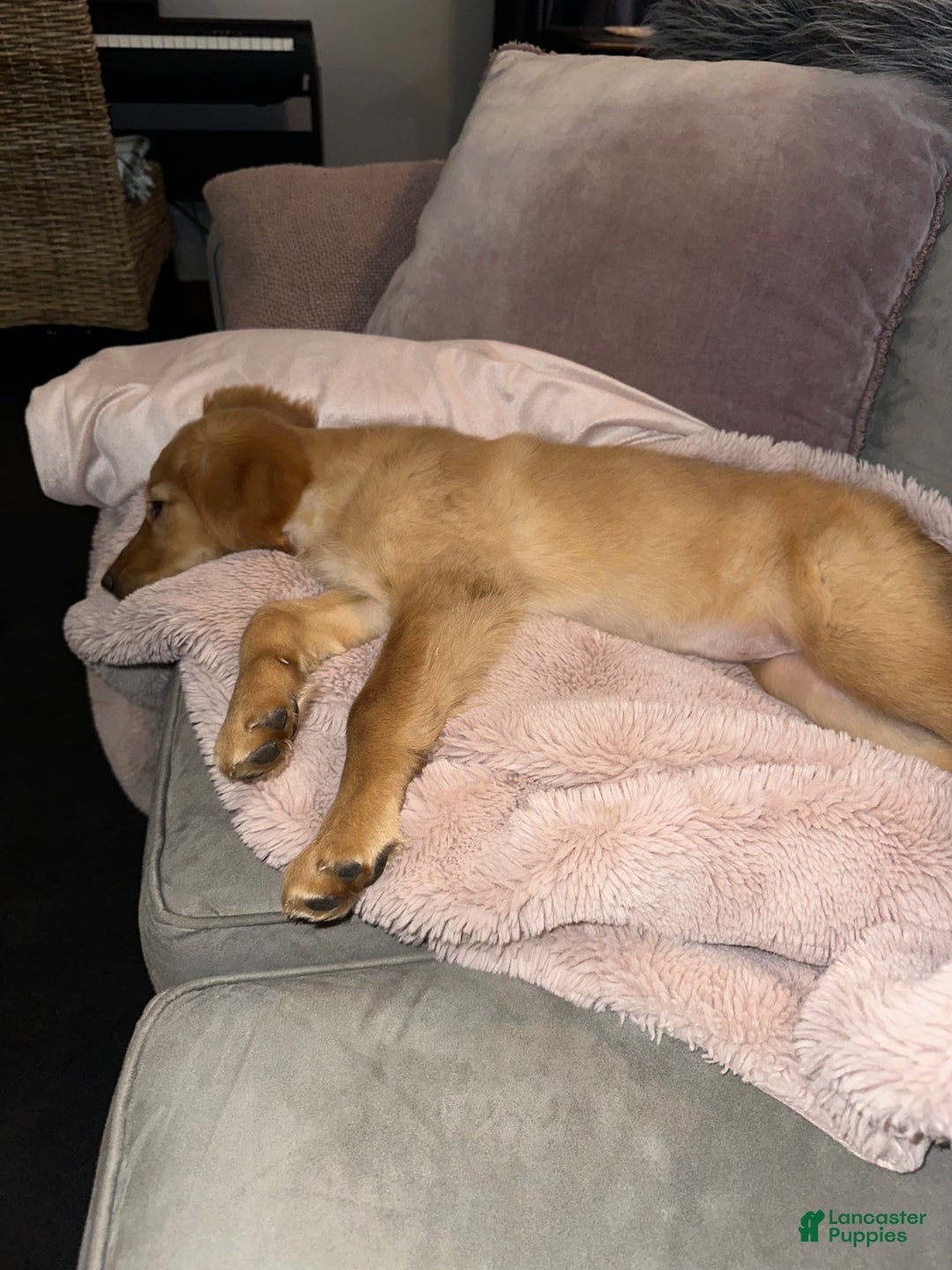 Golden Retriever dogs for sale: Golden Retriever Dark Pink Girl - Ad 54