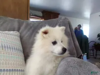 American Eskimo dogs Dylan - Ad 16