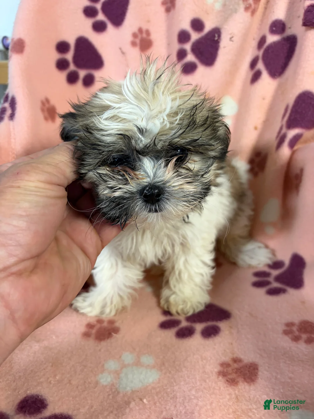 Teddy Bear dogs for sale: Minnie Mouse - Ad 4