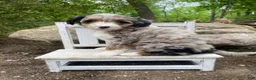 Bernedoodle dogs for sale: Missy - Ad 5
