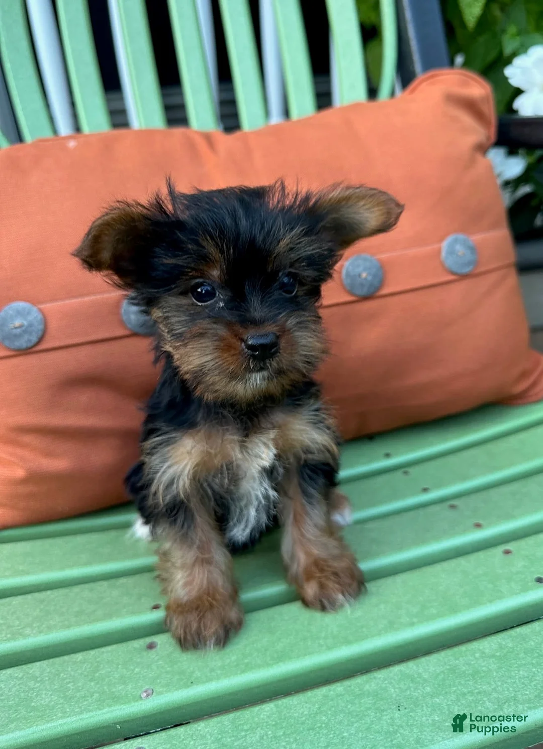 Gallery Image {{count}}