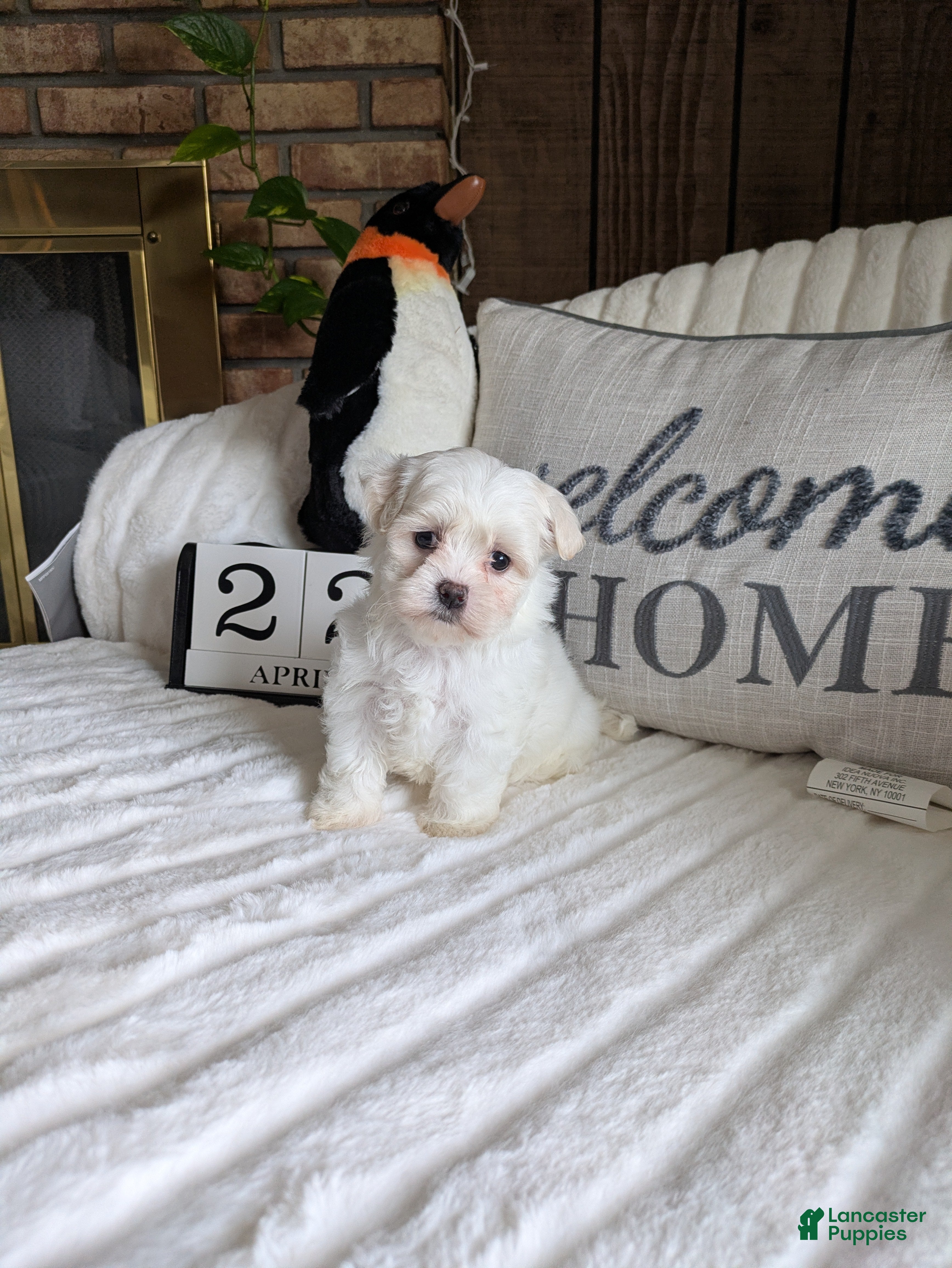 Maltese dogs Virginia  - Ad 1