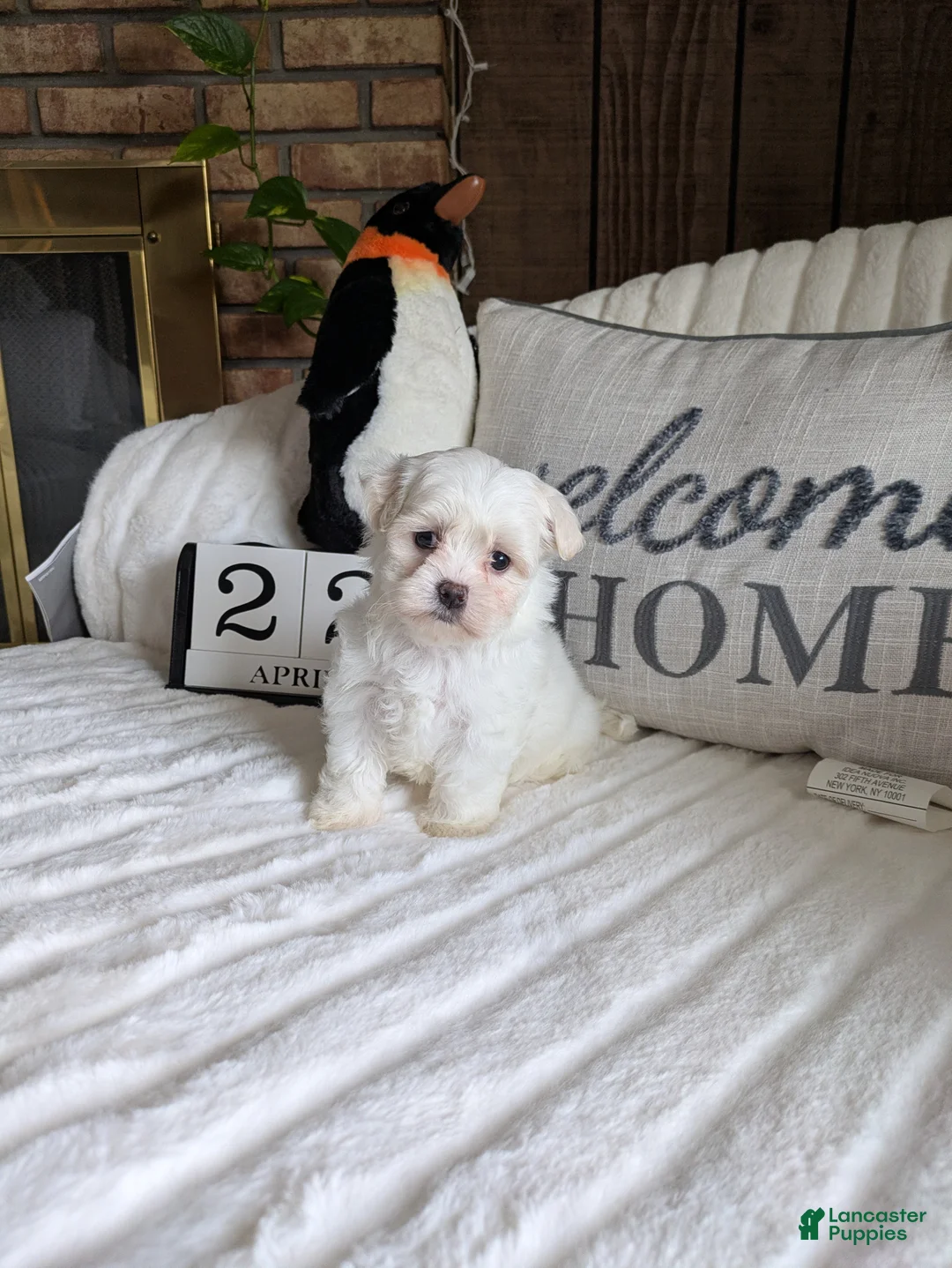 Maltese dogs for sale: Virginia  - Ad 1