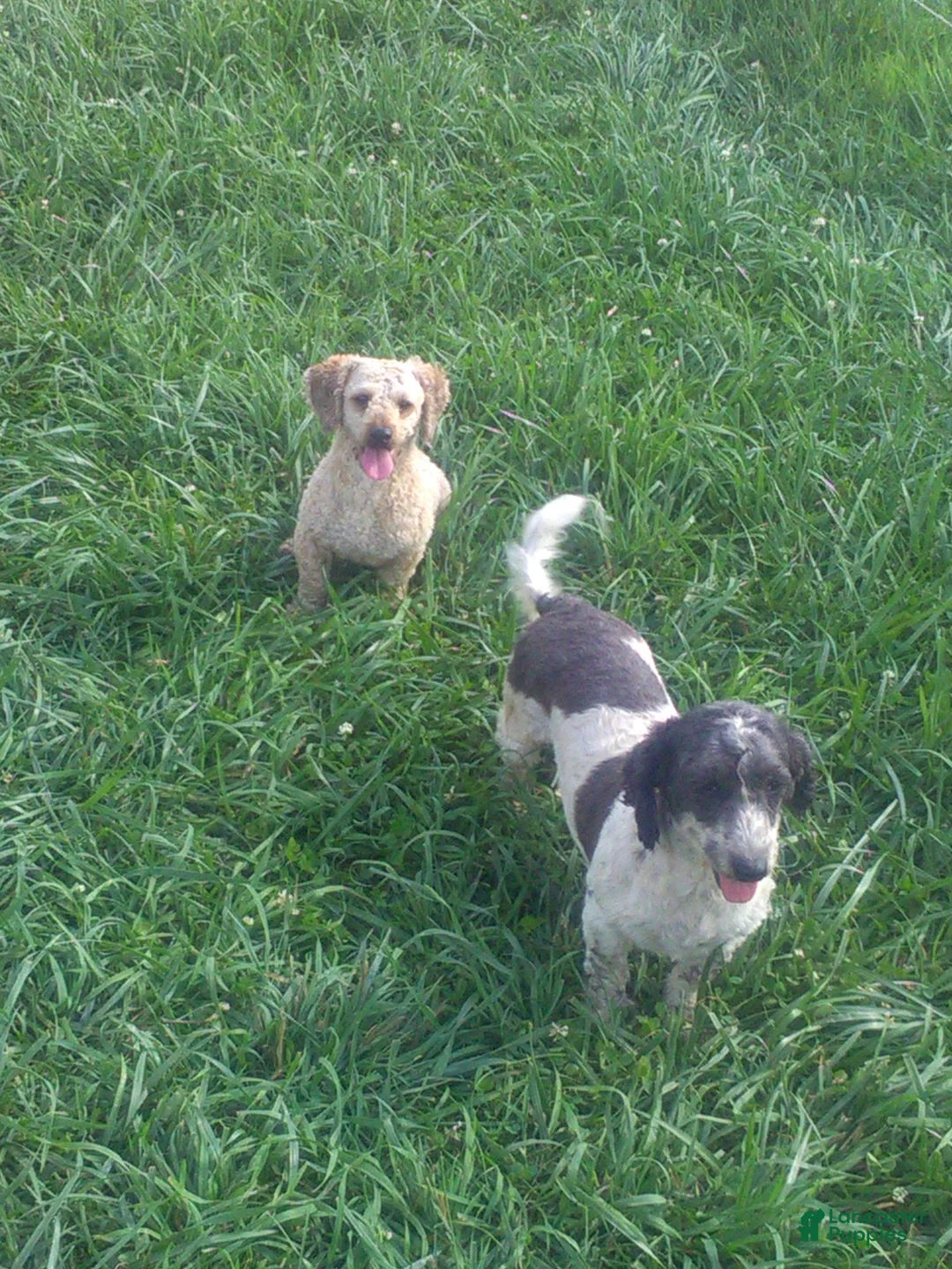 Mini Goldendoodle dogs for sale: Rascal - Ad 6