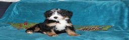Mini Bernedoodle dogs for sale: Bouncer - Ad 4