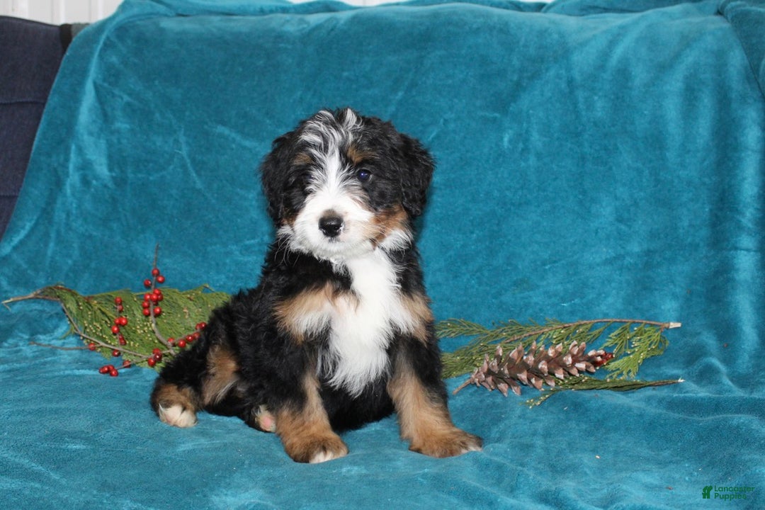 Mini Bernedoodle dogs for sale: Bouncer - Ad 4