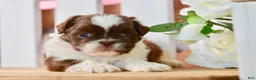 Shih Tzu dogs for sale: Banks - Ad 7