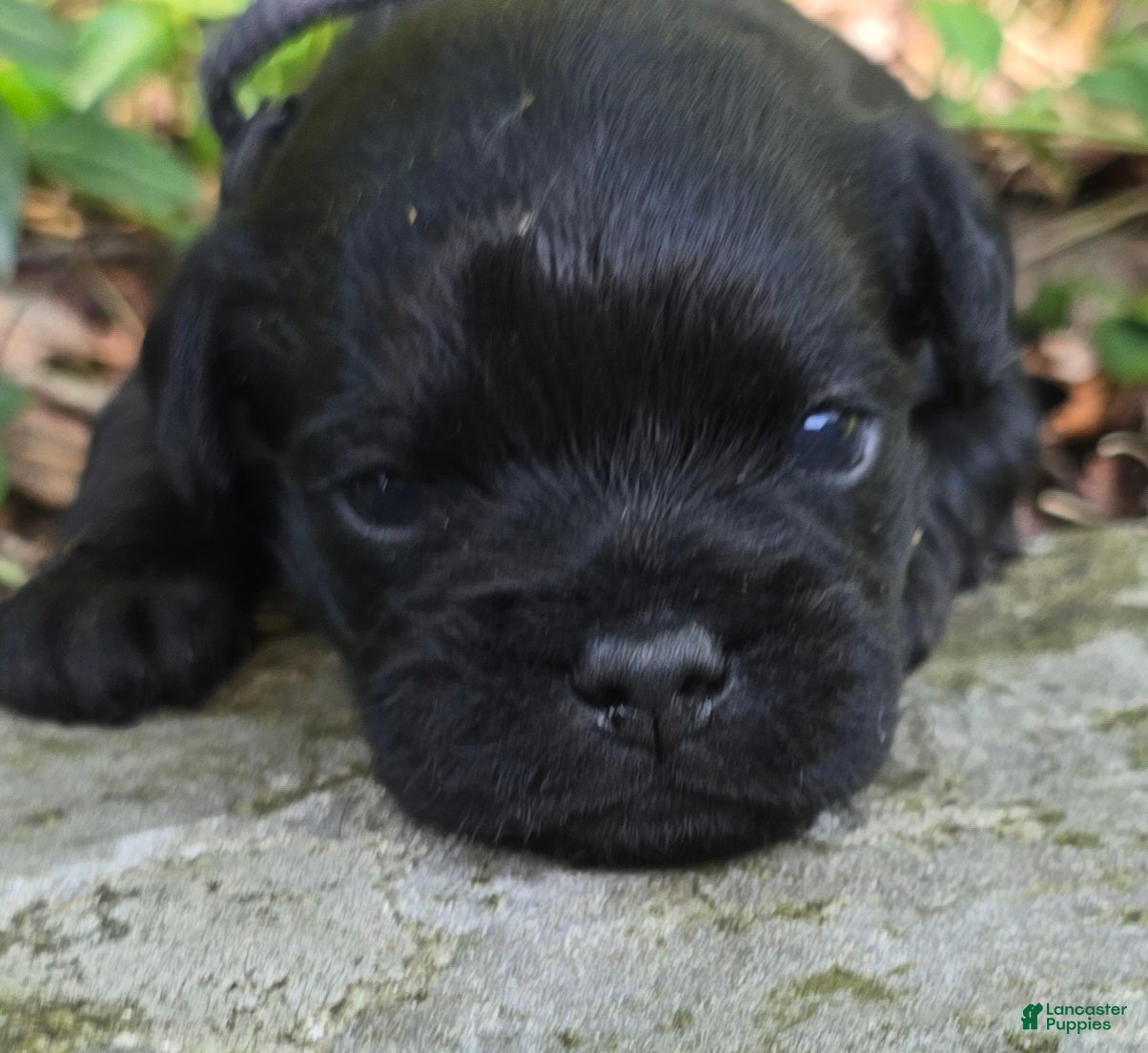 Pug dogs Brad - Ad 2