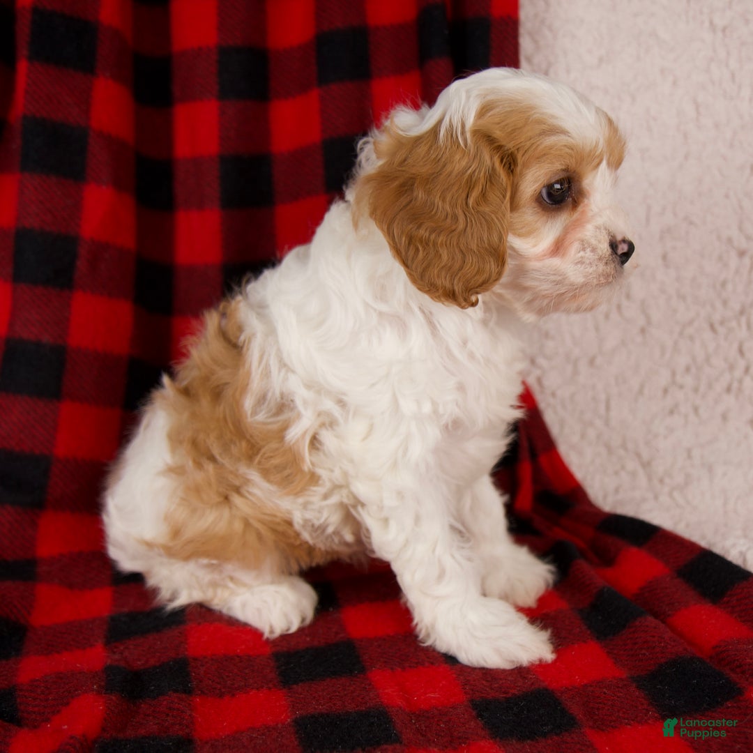Cavapoo dogs for sale: Sadie - Ad 3